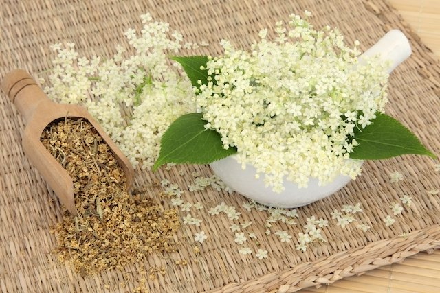 Ульмария, также известная как Филипендула.